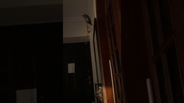Тимоша, кто накакал? - Иди в чат!🦜 смотреть онлайн