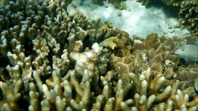 Amazing Octopus Transformations / Amazing Octopus Camouflage. Умные осьминоги, документальное видео