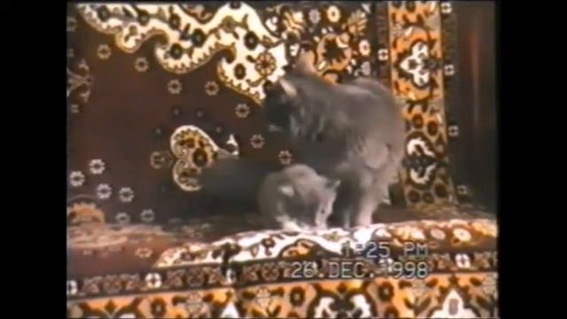 Милые котята для хорошего настроения Cute Kittens смотреть онлайн