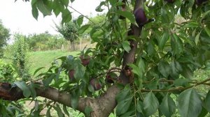 Высокотоварные сливы, долгохранящиеся / Сорта ЭЛЬДОРАДО и РУБИ КРАНЧ