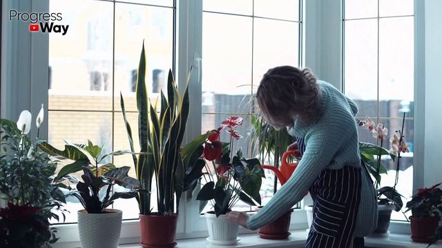 ОБЯЗАТЕЛЬНО в Феврале Внесите Эту Таблетку Под Пеларгонию и Др. Цветы. Подпитка Для Корней и Цветка смотреть онлайн