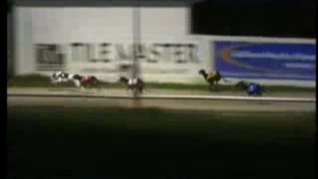 IGB - Kingdom Greyhound Stadium 03/12/2019 Race 1 - Tralee смотреть онлайн