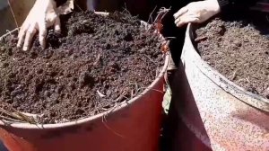 Кабачки в бочках.Способ для богатого урожая кабачков.#папанадаче