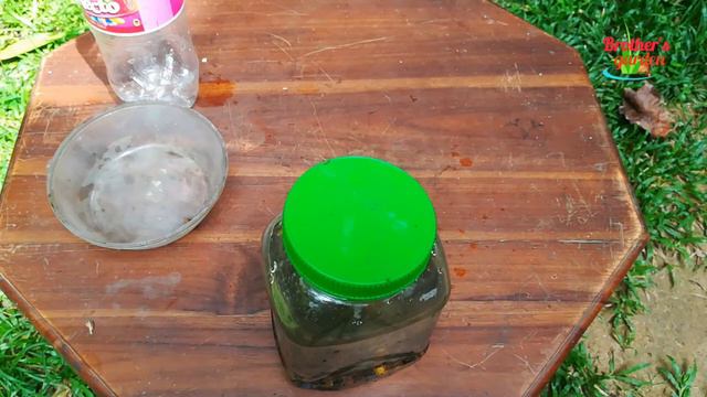 How To Make Banana Peel Liquid Fertilizer | Organic Blooming Fertilizer | Brothers Garden.