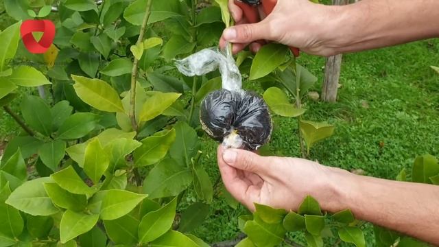 Na ovaj način uspješno razmnožite sve drvenaste biljke - MARGOTIRANJE смотреть онлайн