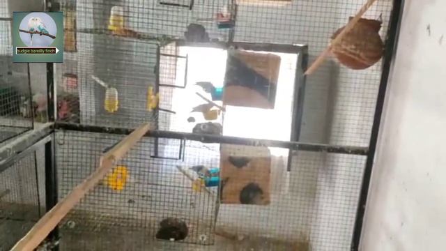 Alll mutation Love bird farm visit || Mr. kaleem sir in sehore|| java , finch, cocatial, budgies !! смотреть онлайн