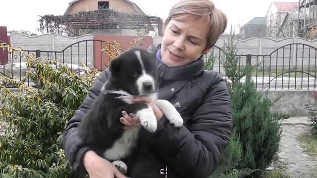 Щенок алабая - лучший подарок в Год Собаки! смотреть онлайн