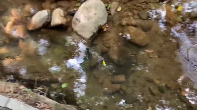 ЕДИМ ЛЯГУШЕК. ЗАСЕЛЯЕМСЯ В ОБЩАГУ. ПЕРЕЕЗД В ГУАНЧЖОУ