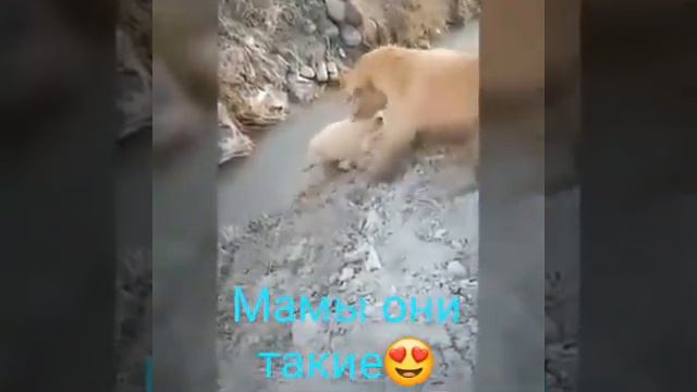 Самое классное видео!))) смотреть онлайн