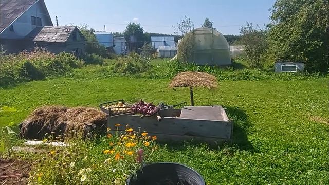 Дыни, арбузы, тыквы, собираем урожай. смотреть онлайн