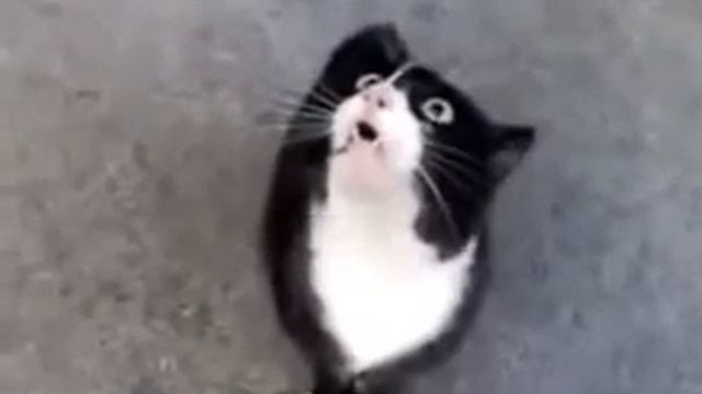 Кот орёт наоборот смотреть онлайн