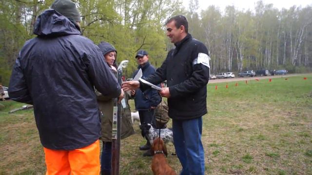 Ринг спаниелей (44-ая Новосибирская областная выставка собак охотничьих пород 2016) смотреть онлайн