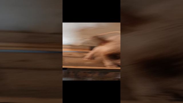 Канадский сфинкс смотреть онлайн