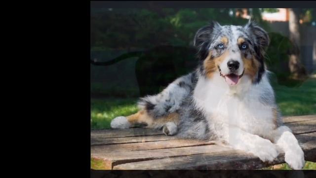 30 Ideja Imena Za Psa