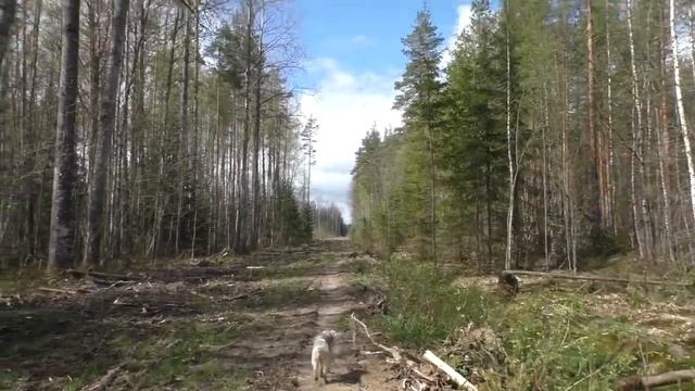 И вновь змеиные истории. Разминаемся походом 112 км-Осиновские озёра-Кемка-Толмачёво. смотреть онлайн