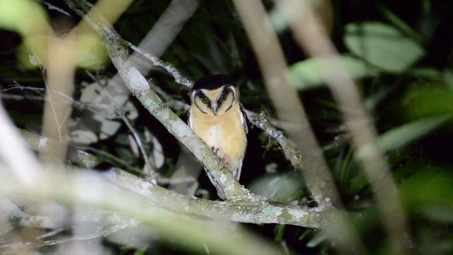 Как кричит сова_ Крик совы_ Звук филина_ Звук совы_ Как говорит сова_ Голос совы_ Голос и звуки птиц смотреть онлайн