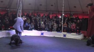 Цирк шапито "Граф Орлов" в Вязьме  Дог шоу Circus big top "Graf Orlov" Dog show