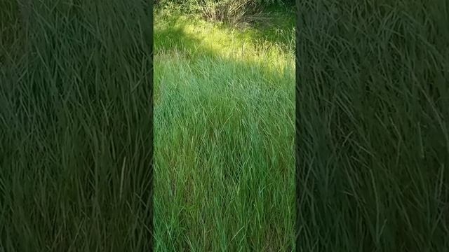 березовый веник, сбор и сушка на зиму! всех с лёгким паром!) смотреть онлайн