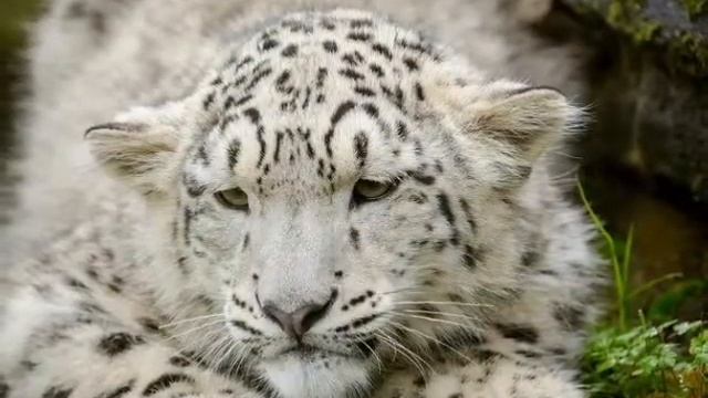 Фото ,,Тигр'' #1 смотреть онлайн