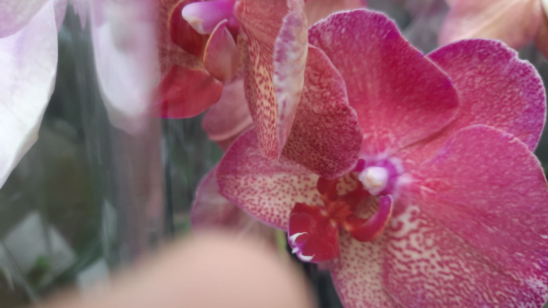 ОРХИДЕИ В ОБИ //03. 04.24// смотреть онлайн