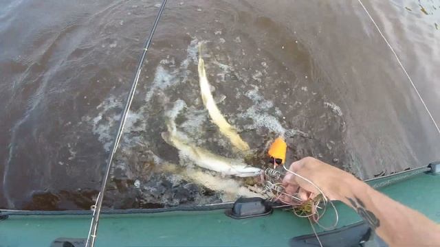 Рыбалка на воблеры на мелкой реке Омской области смотреть онлайн