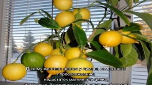 Болезни лимона домашнего — причины и лечение