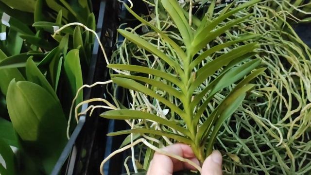 Заказ Мики на сентябрь-октябрь 2021! смотреть онлайн