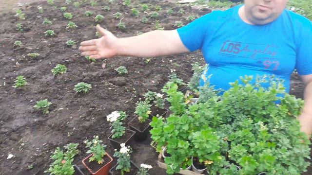 Как вырастить хризантему мультифлора на продажу .