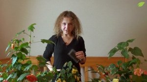 Абутилоны - уход в домашних условиях