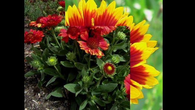 ГАЙАРДИЯ (ГАЙЛЛАРДИЯ) GAILLARDIA сем. Сложноцветные смотреть онлайн