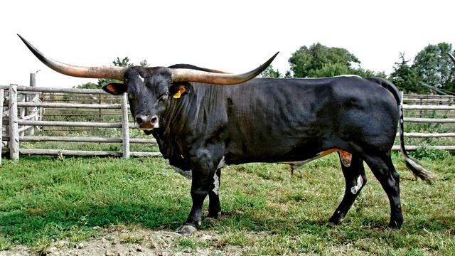 ЗВУК БЫКА !!! 30 минут улетного веселья !!! С НОВЫМ 2021 ГОДОМ !!! МЫЧАНИЕ БЫКА !!!