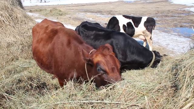 Экоферма "Планета Коров" презентация смотреть онлайн