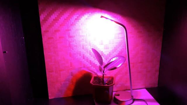 Настольная фитолампа смотреть онлайн