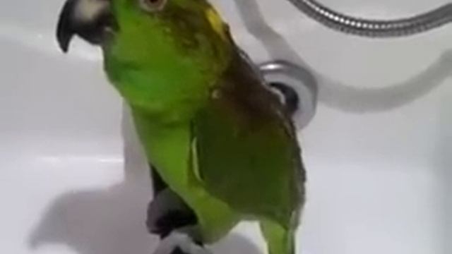 Кеша знает 10 причин, почему нужно петь в душе. смотреть онлайн