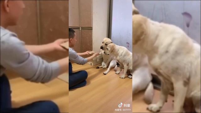 ЖЕСТЬ ТРЕШ В КИТАЙСКОМ ТИК ТОКЕ [TIK TOK CHINA #18] смотреть онлайн