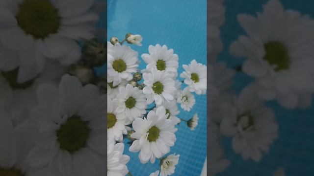 Chrysanthemum Bacardi #flower #aesthetic #video #chrysanthemumbacardi #daisy #nature #myvideo смотреть онлайн