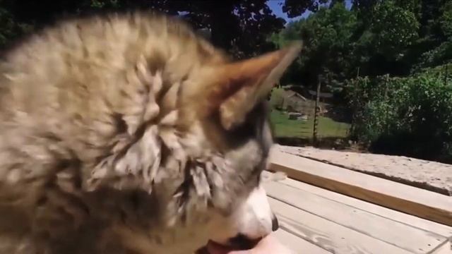 Волк спас жизнь бабушке. Душевная история. До слёз. смотреть онлайн