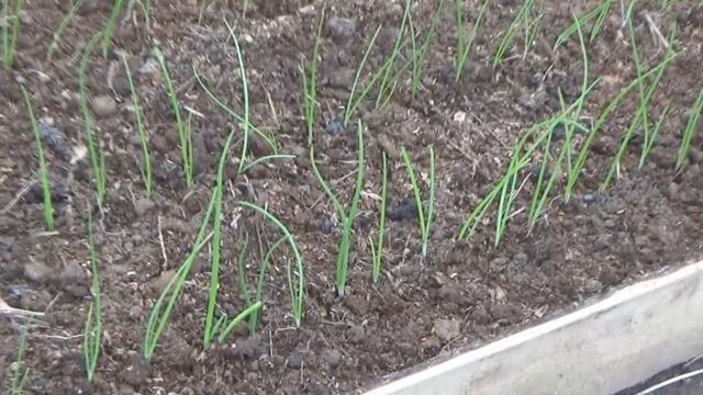 Лук репка за один сезон через рассаду из семян. Высадка рассады в грунт лука Халцедон и Эксибишен смотреть онлайн