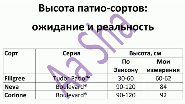 Клематисы Эвисона: ожидание и реальность