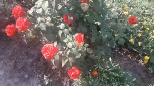 Открытие года. ЧГ розы  Duftzauber 84,  Chandos Beauty.