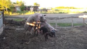 Хряк покрывает свиноматку 30 августа.