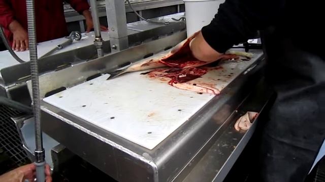 Разделка Лосося сразу после рыбалки смотреть онлайн