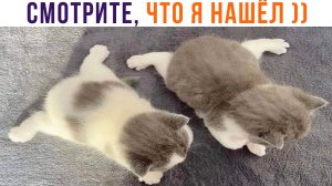 КОЕ-ЧТО ДЕЙСТВИТЕЛЬНО КЛАССНОЕ ))) | Приколы с котами | Мемозг 1299