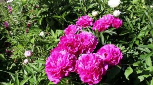 Пион Канзас