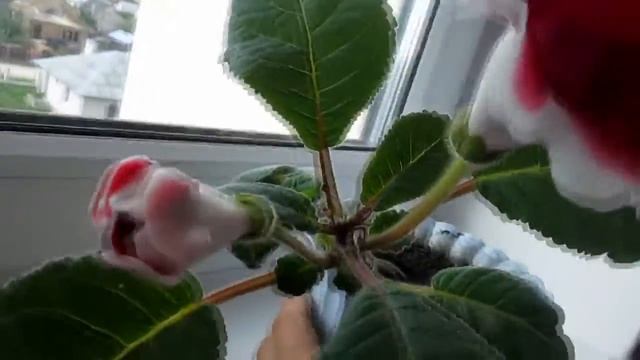 Глоксиния.Как легко размножить смотреть онлайн