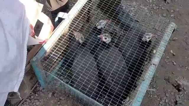 NAMANGAN KOSONSOY TERGACHI PARRANDA BOZORI NARXLARI.