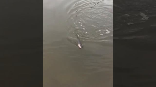 Рыбалка хищник щука ростов-на-дону 2017 смотреть онлайн