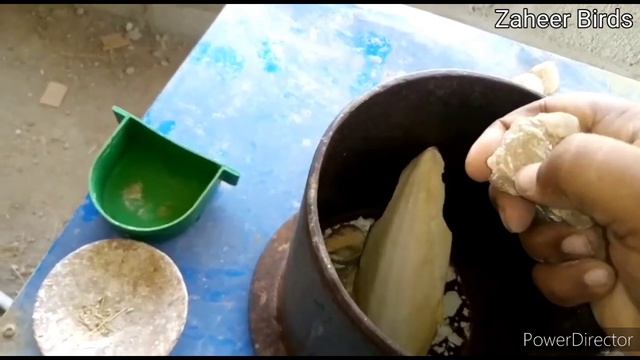 How to make original calcium powder at home for finches, Java, Dove, love birds | Zaheer birds смотреть онлайн