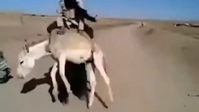 прикол осел и три дураки смотреть онлайн