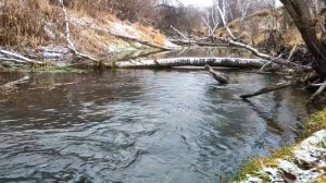 Канадский волк - гибрид. Река. Поздняя осень, ноябрь..mp4